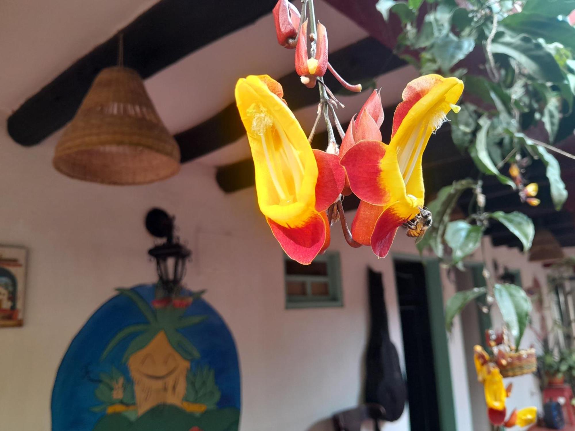 Beija Flor Hostel Вілья-де-Лейва Екстер'єр фото